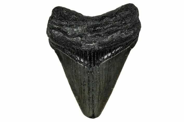 Juvenile Megalodon Tooth - South Carolina #340725